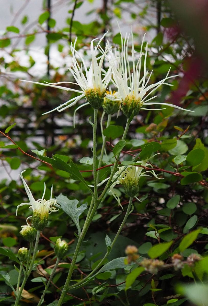 白菊の花