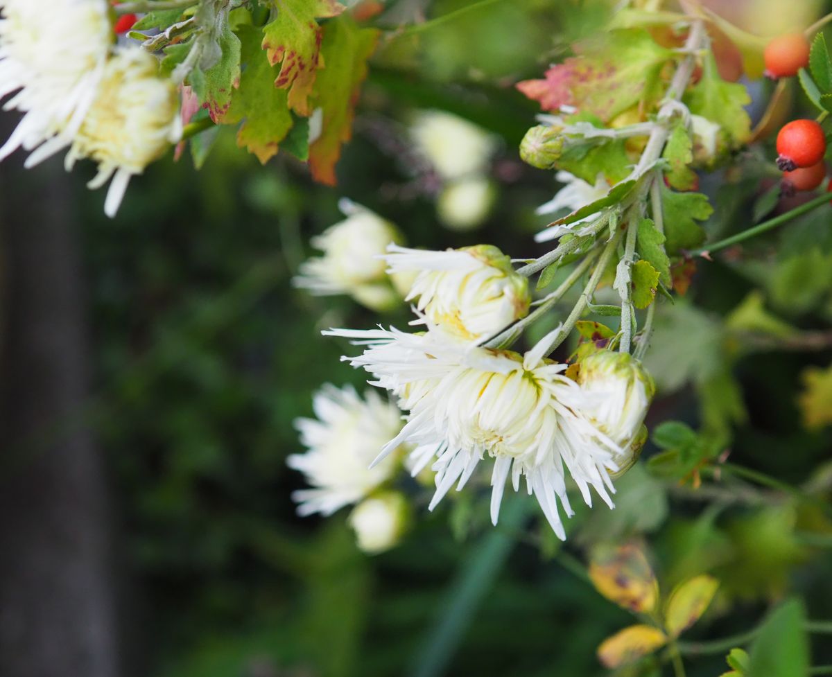 白菊の花