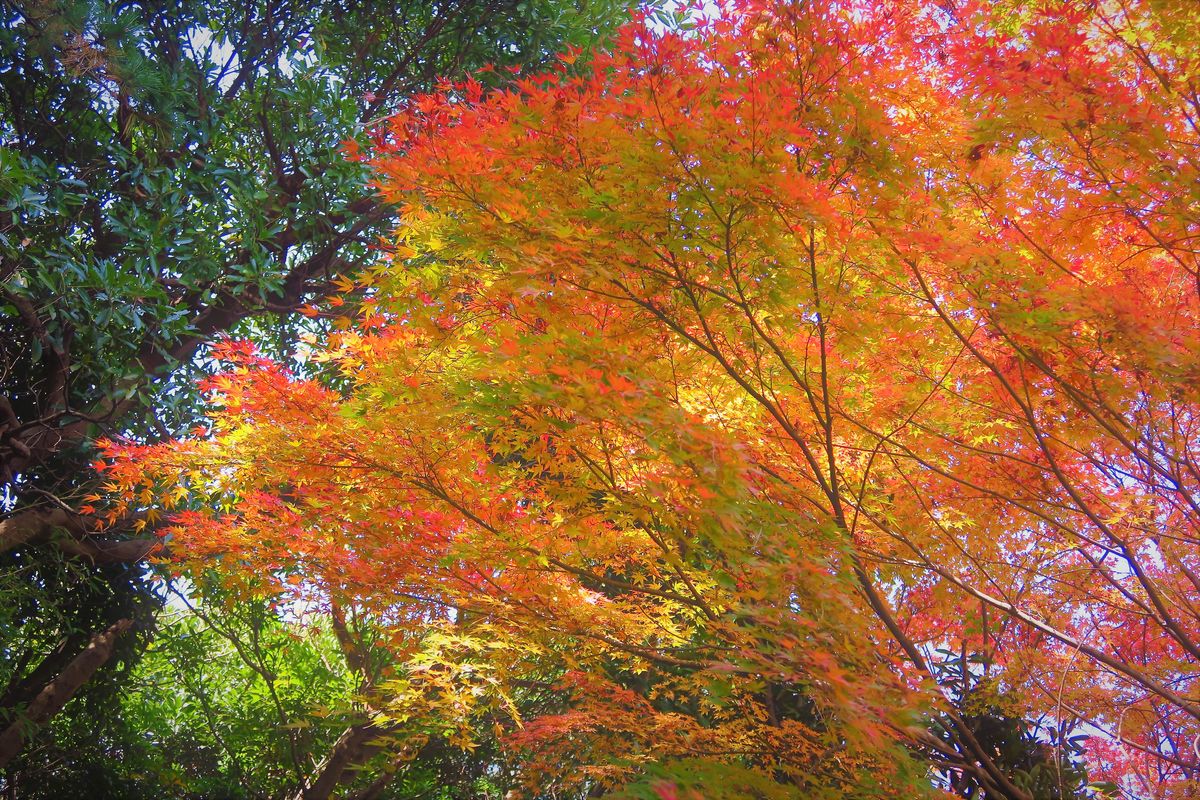 カエデ楓の紅葉グラデーション～