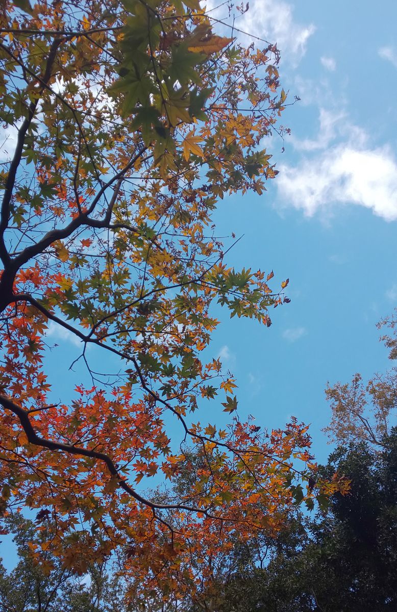 紅葉と青空と昨夜の惨状🍂