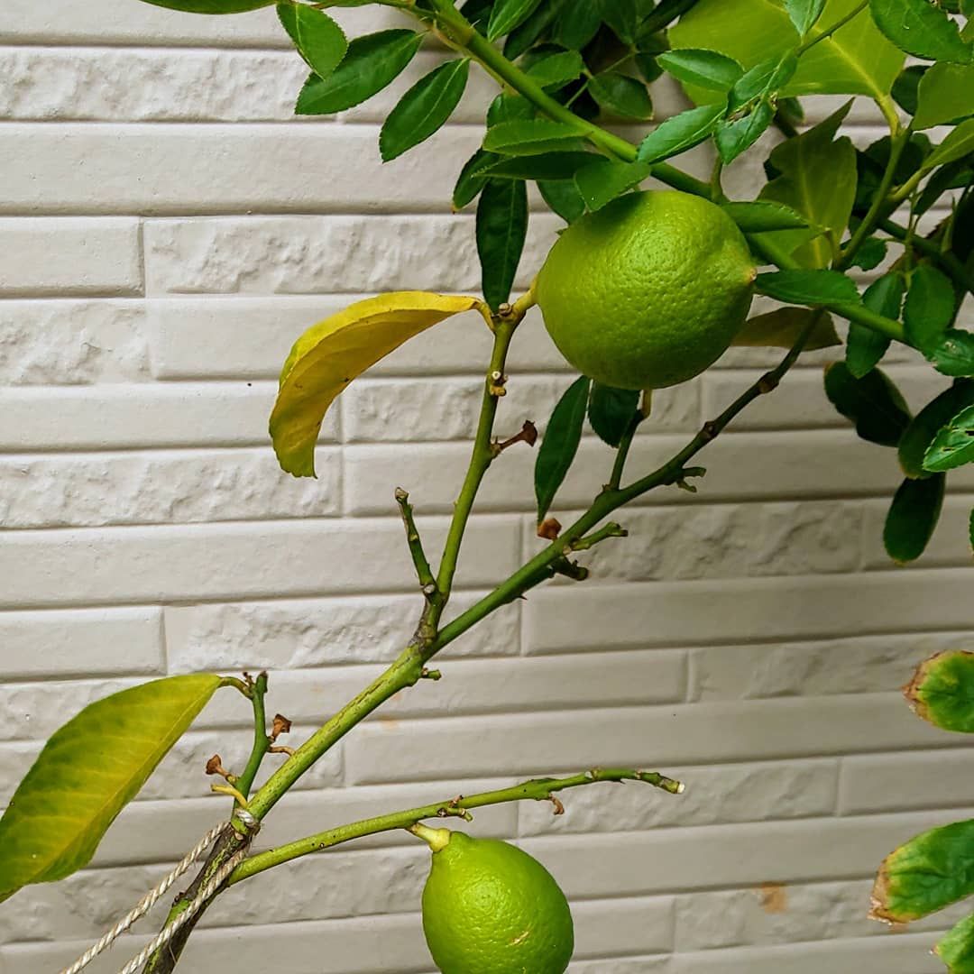 バンダ開花🌸 シンビジウム花芽とレモン🍋