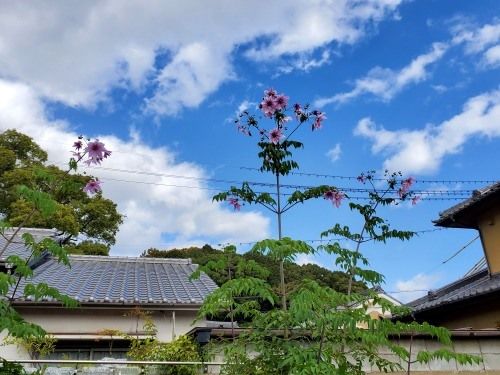 皇帝ダリア空高く~＊