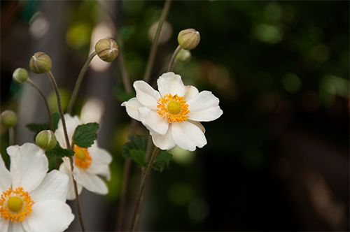 身近な花々・・・きみ写真館