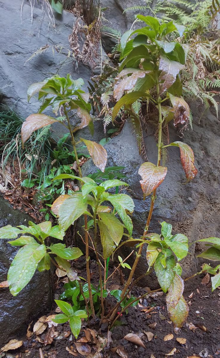 自生アジサイお引っ越し🌱