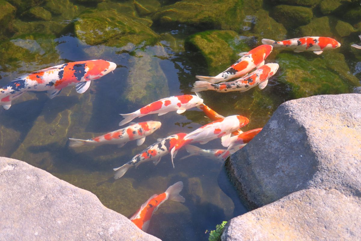 紅葉の中、錦鯉はまだ動いています