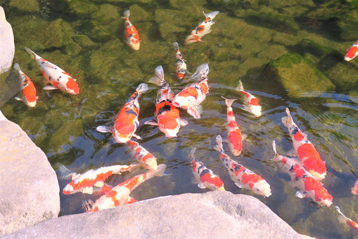 紅葉の中、錦鯉はまだ動いています