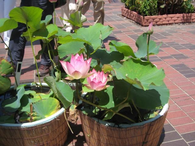 フラワーセンター大船植物園②