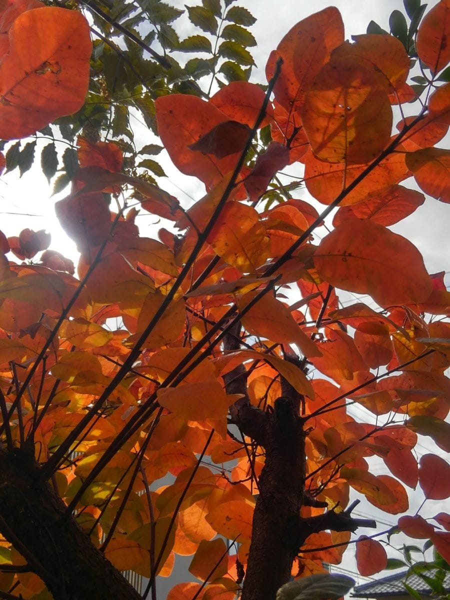 我が家の紅葉🍂