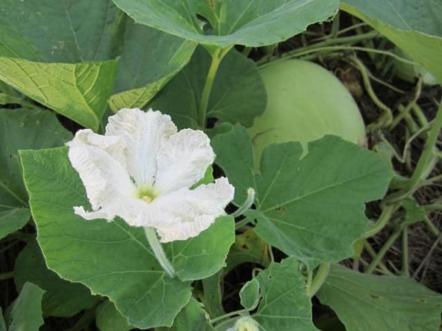 夏の風物詩～かんぴょう