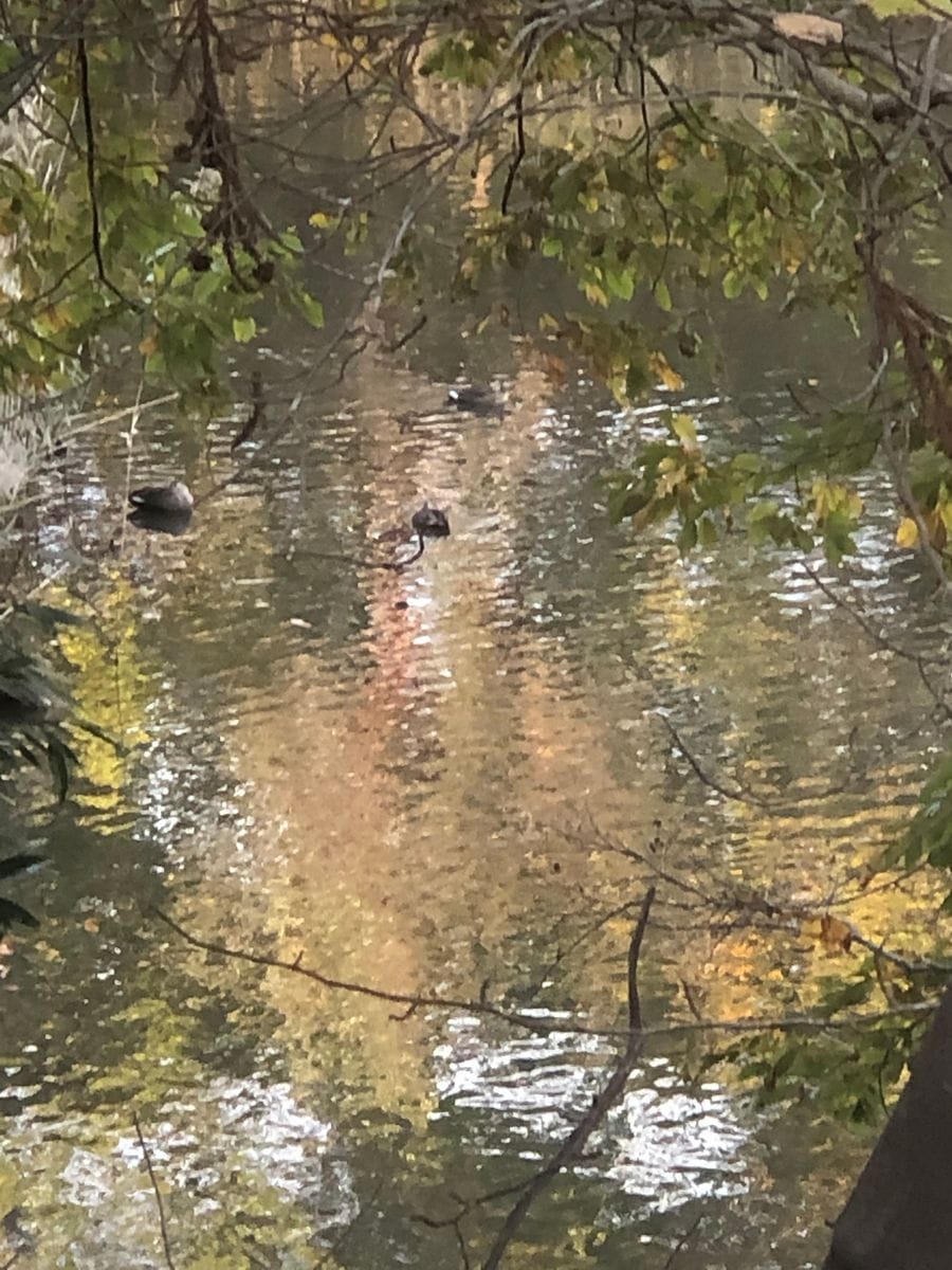 うちの近所のカモ🦆です！