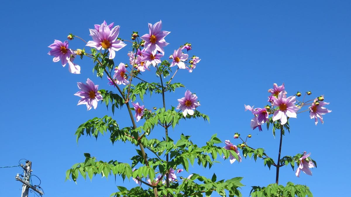 雲一つない青空・揺れる皇帝ダリア