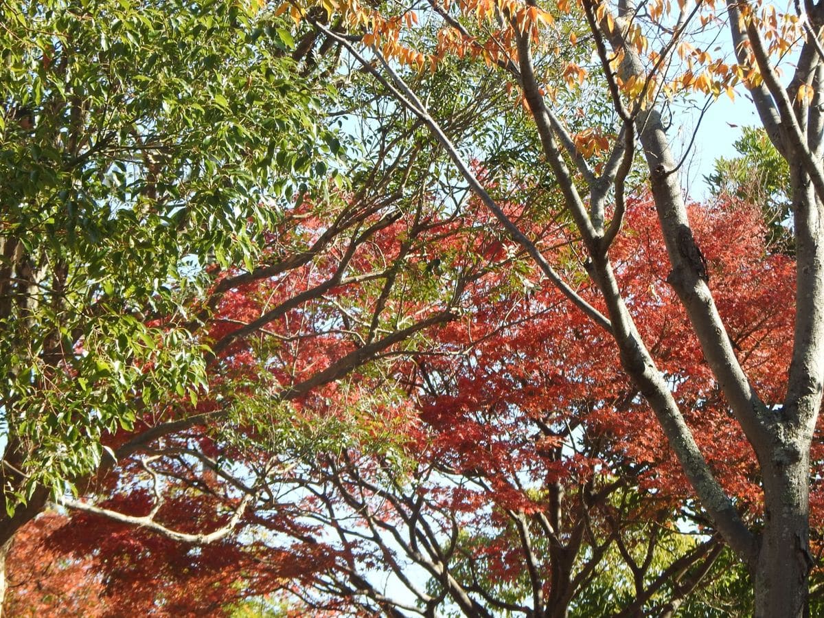 昼間の公園。十月桜🌸。宿木のお花。紅葉。紅葉