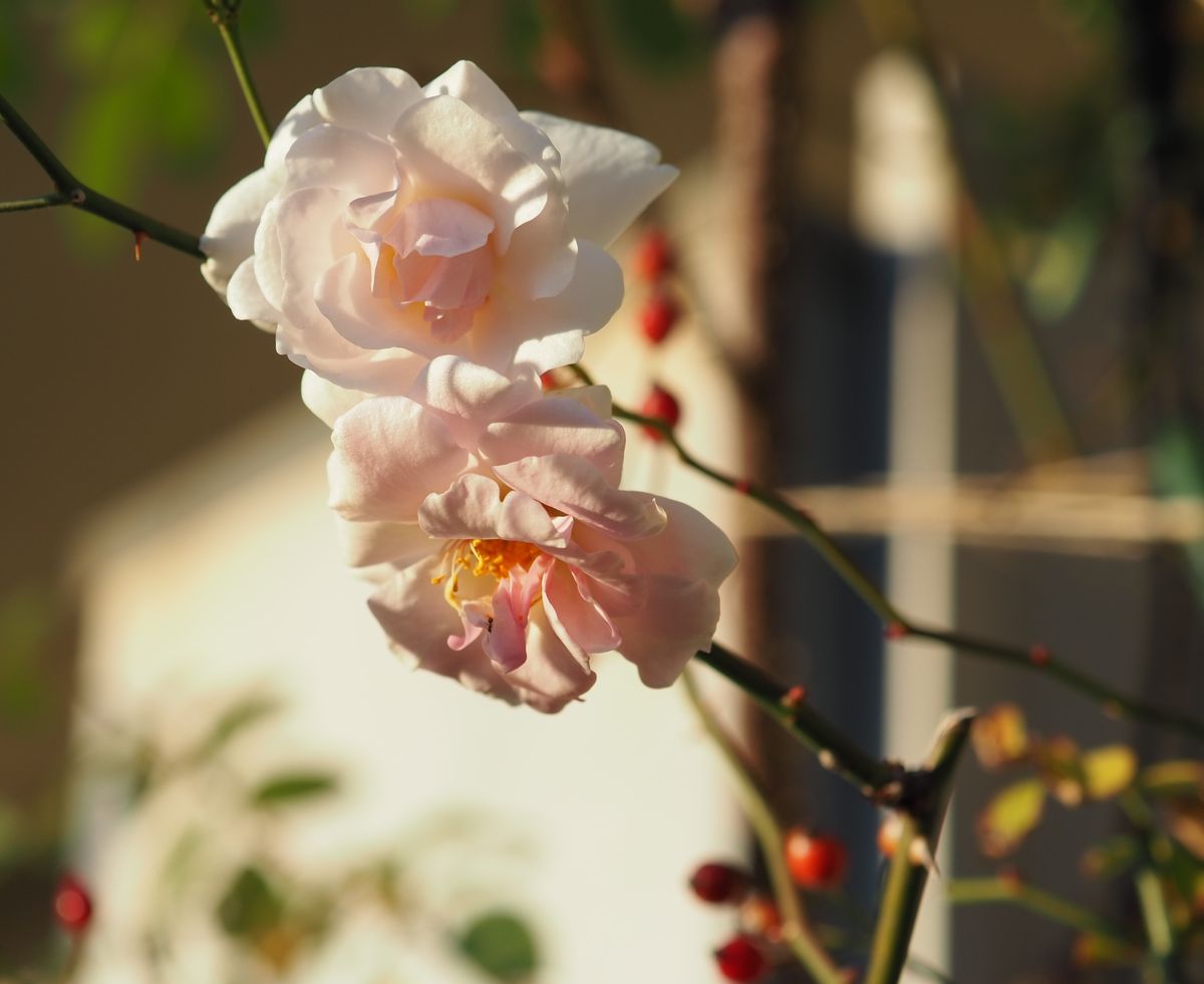 菊の季節もそろそろ終わり