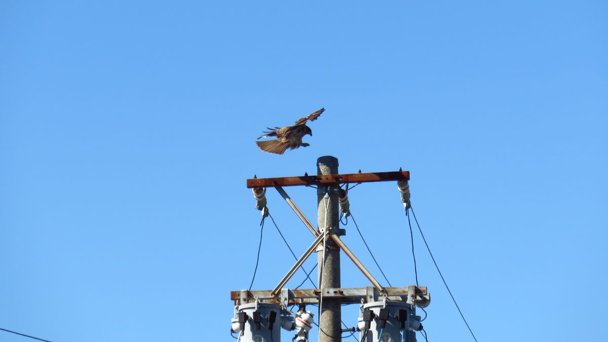 川にはカルガモ 空にトビ