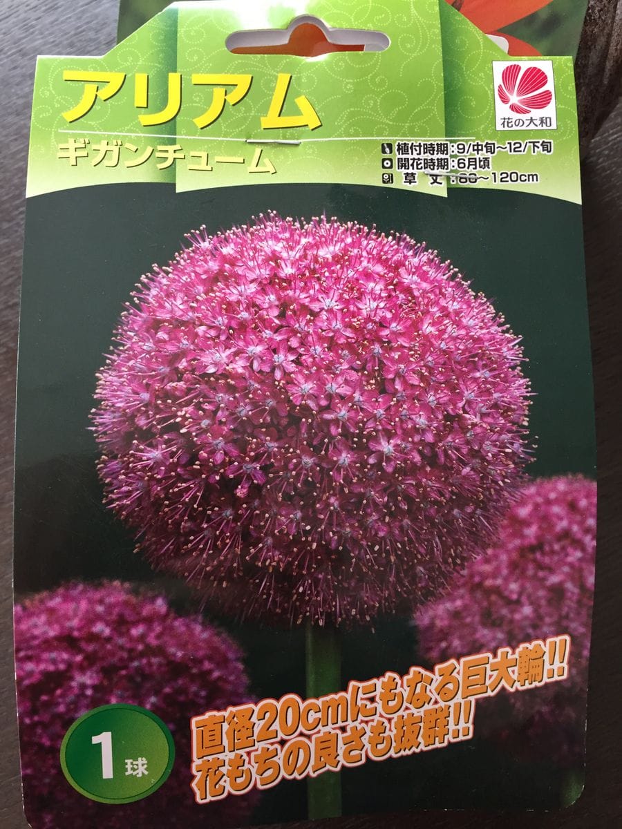 花壇の植え替えo(^▽^)o