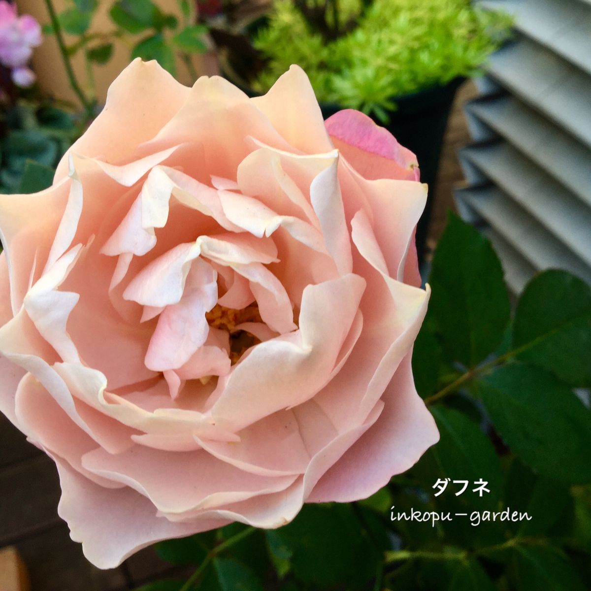 今日の薔薇🌹