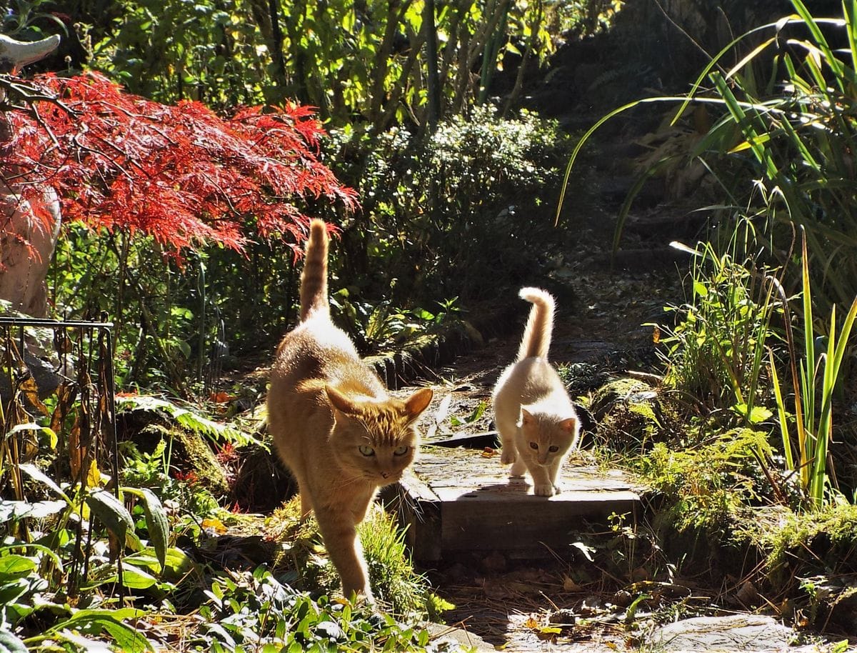 普通の家族写真