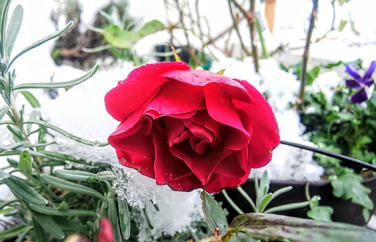 挿し木の薔薇🌹オデュッセイア