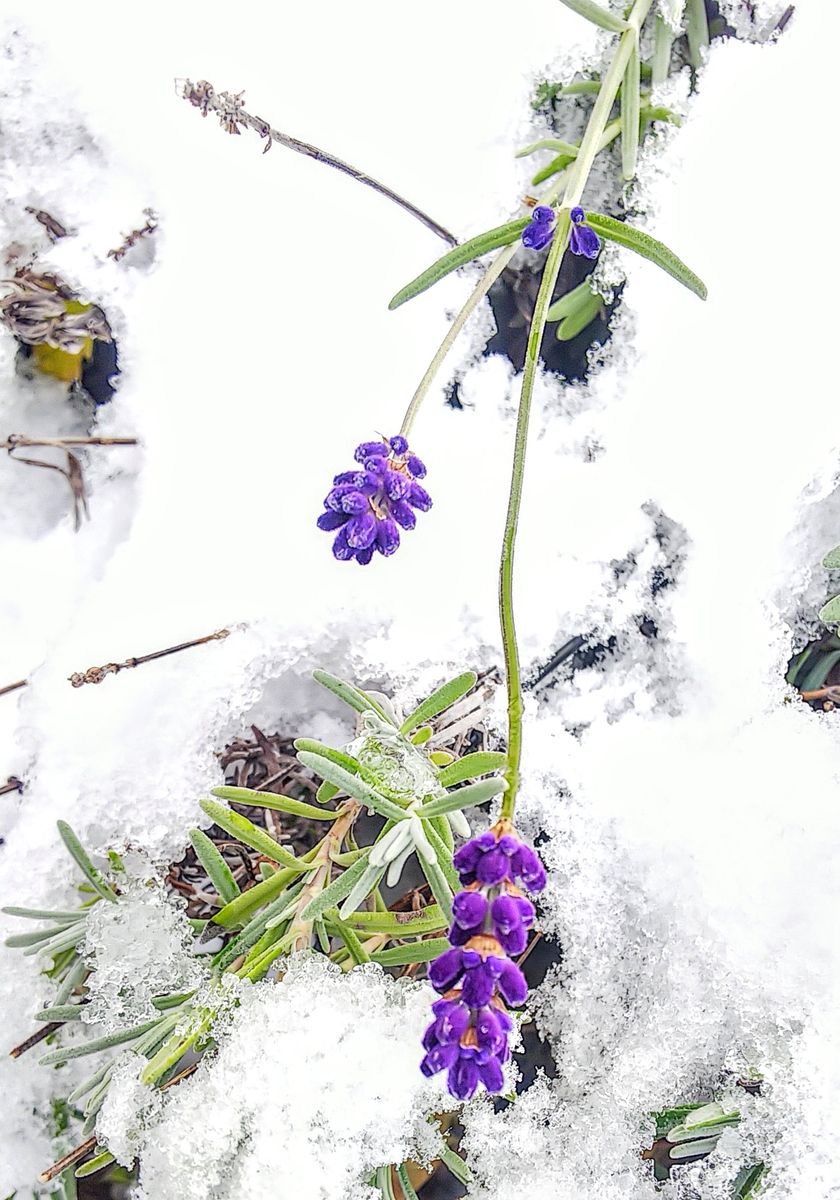 雪の中で✨🥀