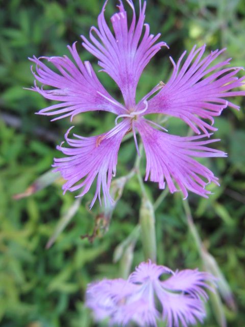 日本を代表する花って？