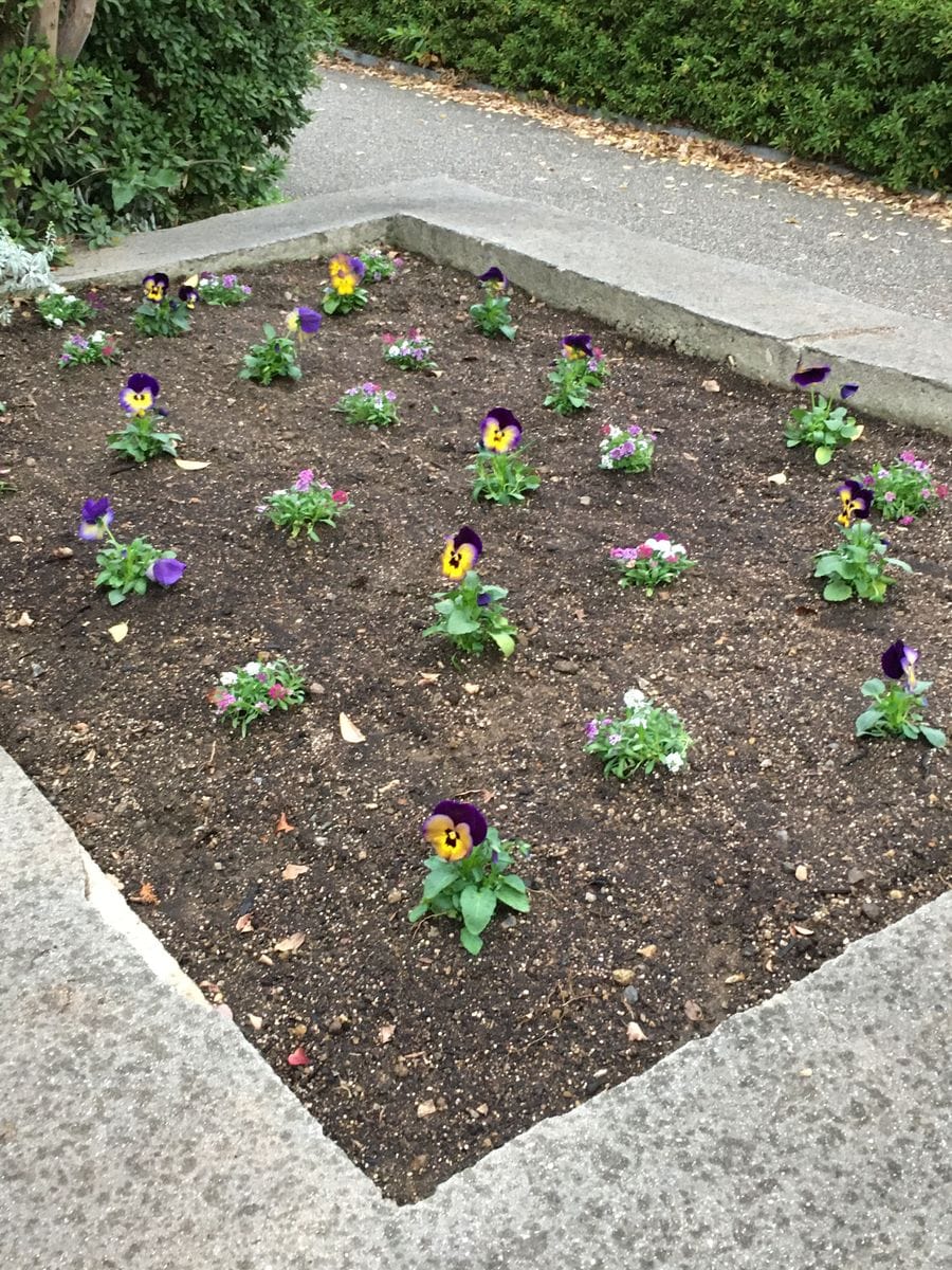 公園花壇の植え替え