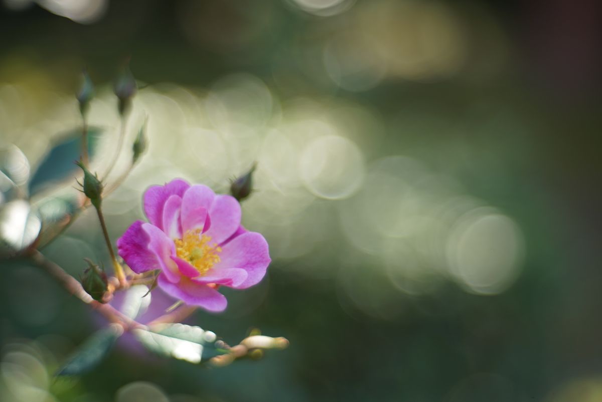 秋の花と