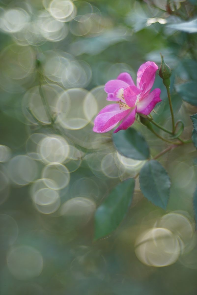 秋の花と