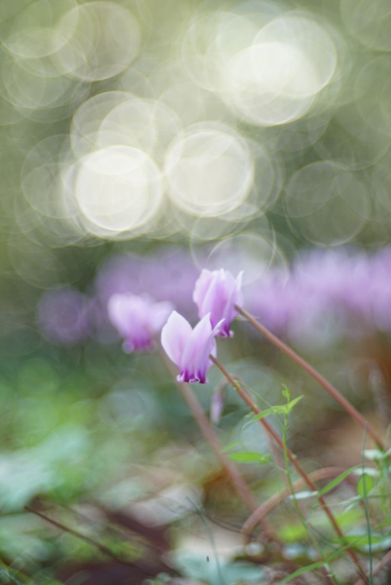 秋の花と