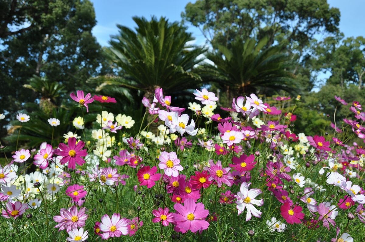 植物園に行って来ました１０１（お散歩編）