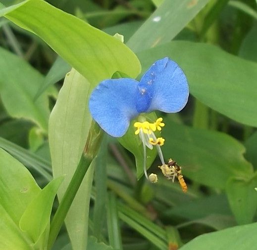 野の花