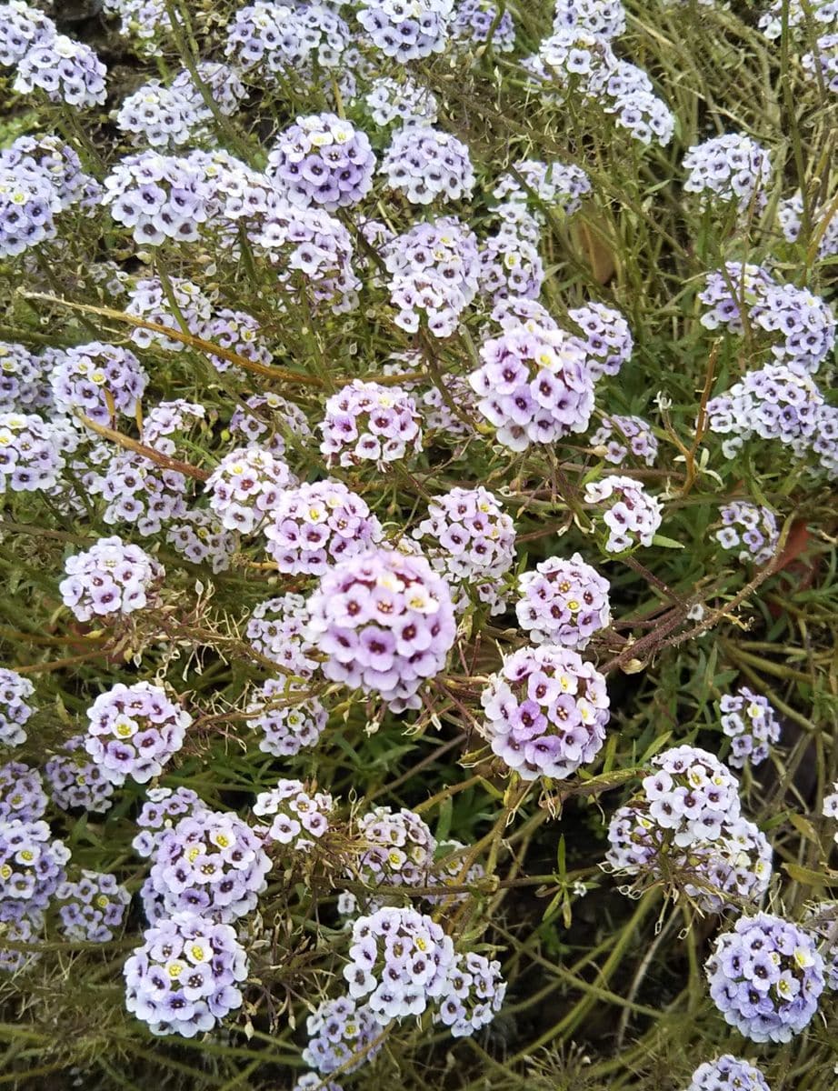 葉牡丹とアリッサム🌼