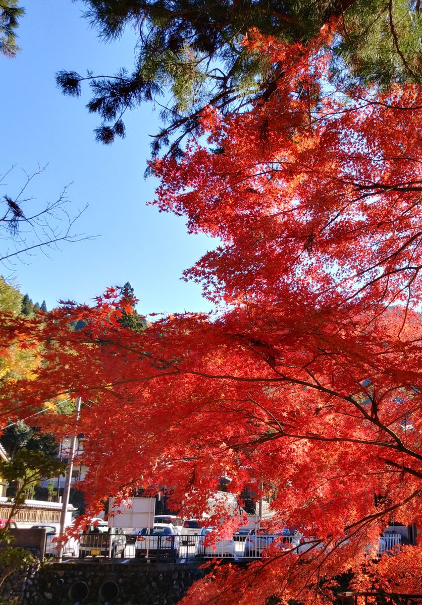 室生寺で紅葉狩り！