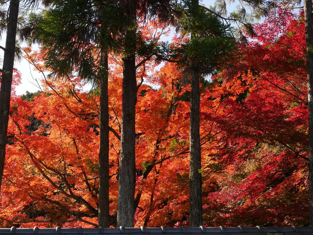 秋の万博公園