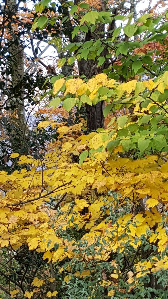 ふくおかルーバルガーデン2～晩秋の庭便り🍁🍂…ゆふいんの森号に乗って🎵