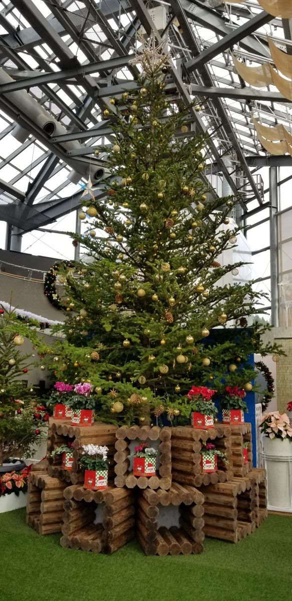 クリスマス展示…新潟県立植物園