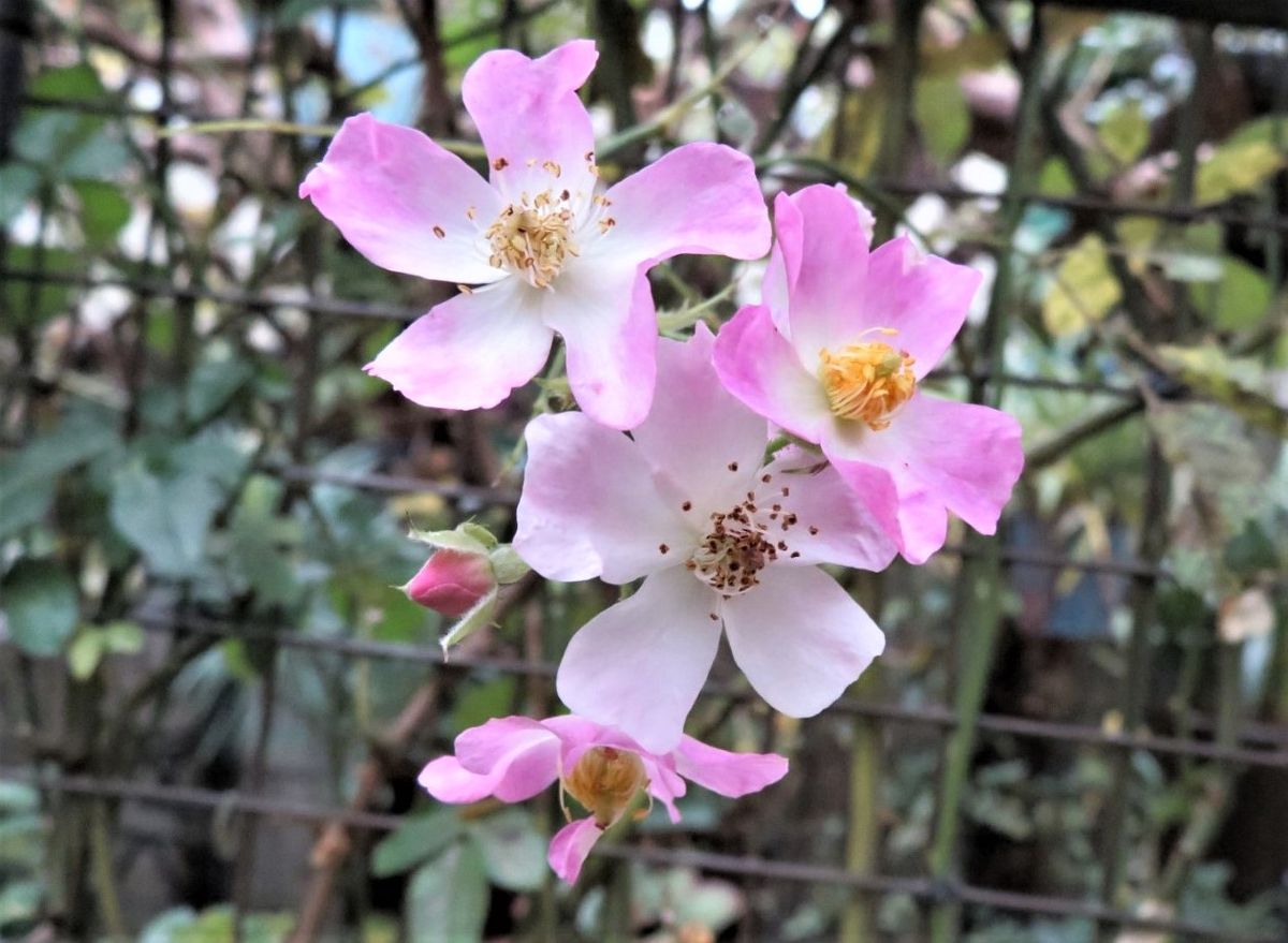 🌻今日の花たち🌻その136