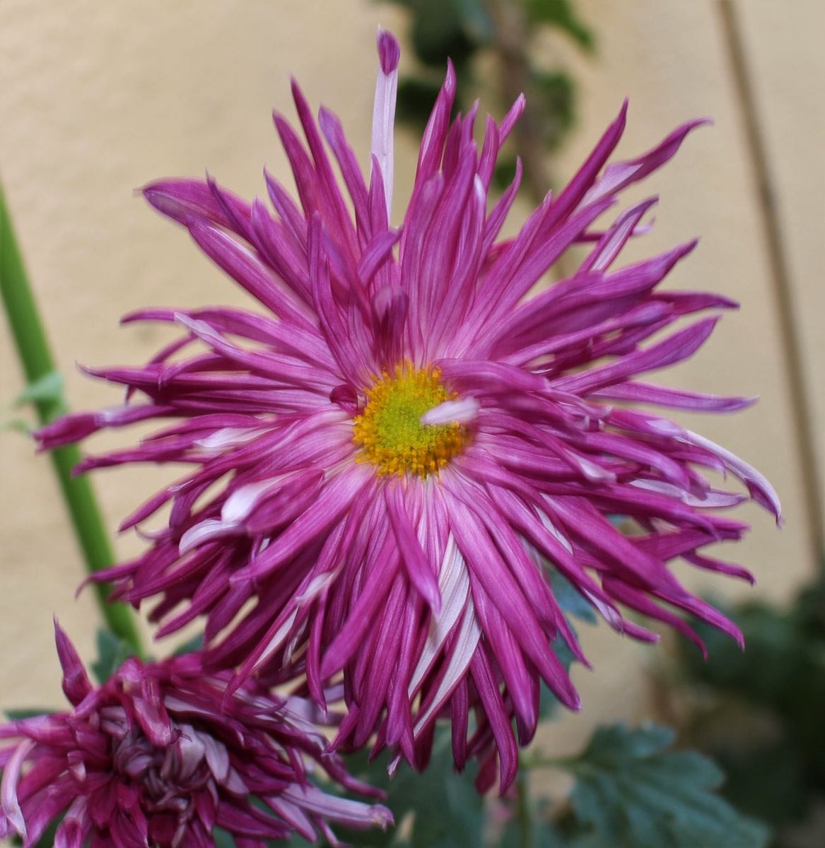 江戸菊の芸