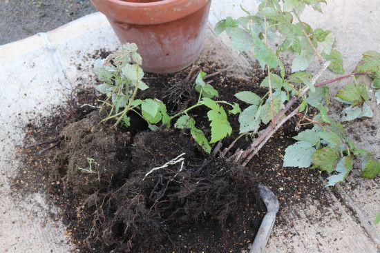 ラズベリーの植え替え