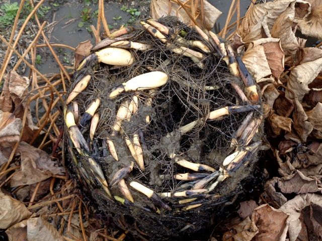 今日の園芸作業･･･蓮の植え替え