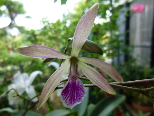 Encyclia