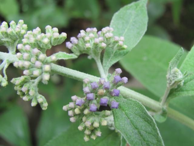 ブッドレア　花穂をみる　①