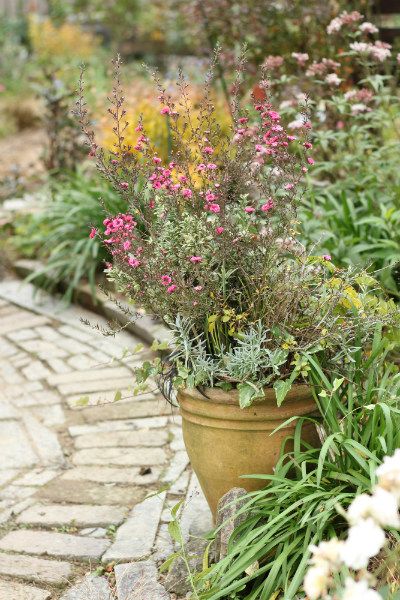 ギョリュウバイの寄せ植え