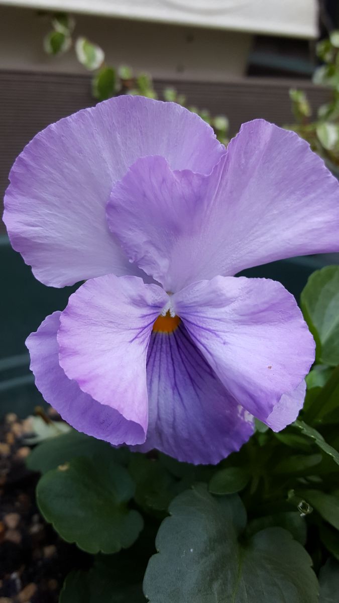 ふくおかルーバルガーデン2～晩秋の庭便り🍁🍂…さよならする花💠🌿これからの花。