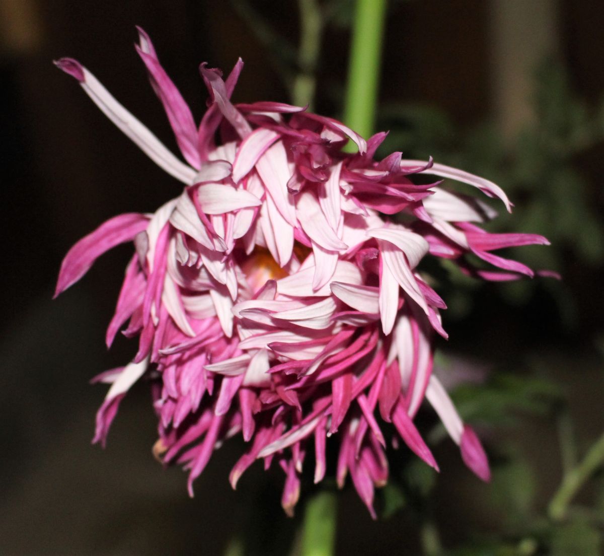 江戸菊の芸が進む