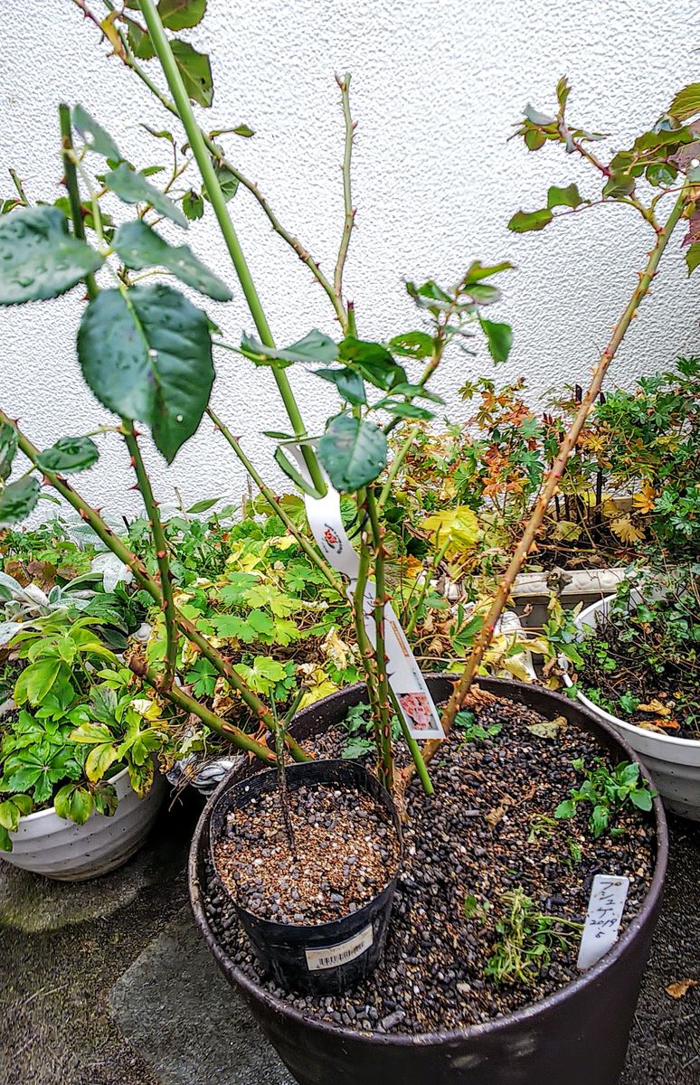 薔薇🌹の植え替え