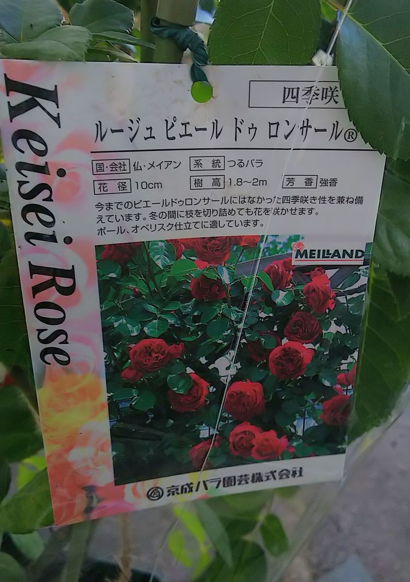 ルージュピエールドゥロンサール🌹