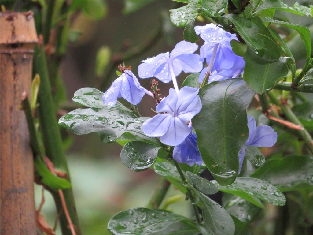 ルリマツリの花が終わりそう