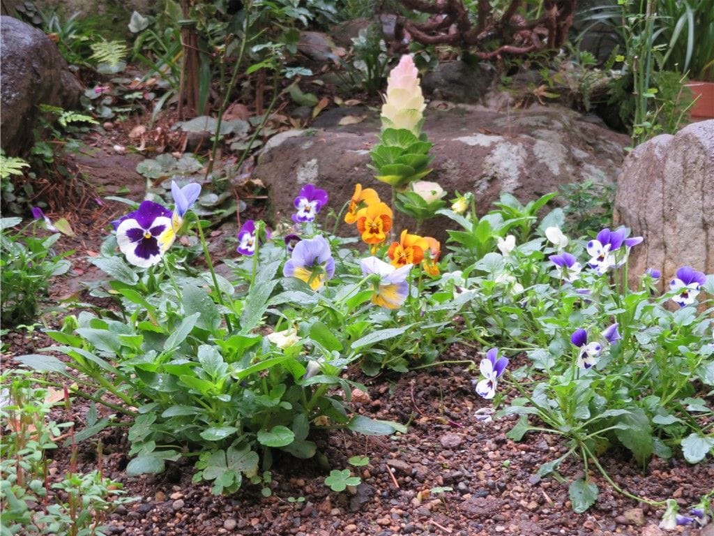 🌻今日の花たち🌻その139