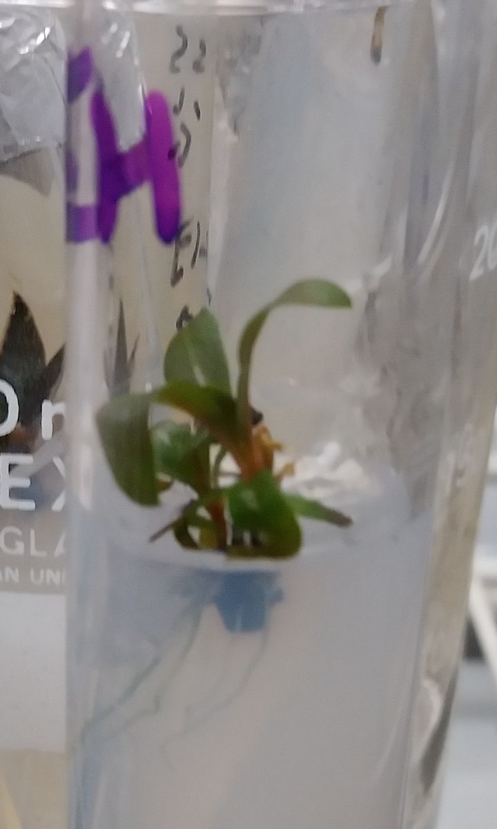 植物ホルモンについて解説しておりました。