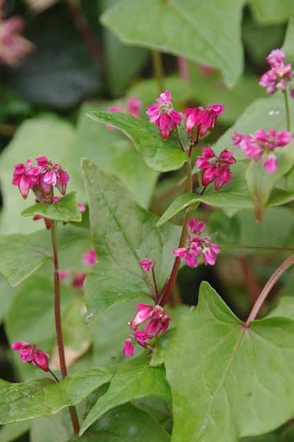 来年も赤花そば